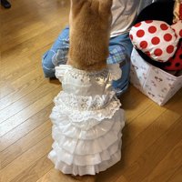 ドレス