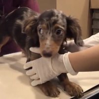 注射を前に緊張する犬