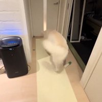 しっぽを振ってドアに近づく犬