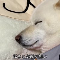 いい夢見られそう！