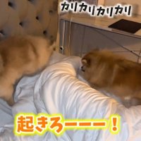 わんこに声をかけるママ