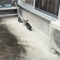 見つめる犬を置いて出かける飼い主さん