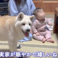 赤ちゃんの前で微笑むような犬
