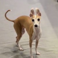 ずっとお耳が立っている