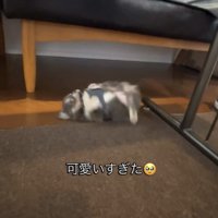 横向きに転がる犬2