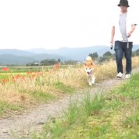 お散歩を再開