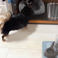 子犬に近寄っていく犬