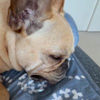 スヤスヤお昼寝中