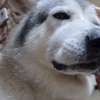 耳掃除中のアランちゃん6