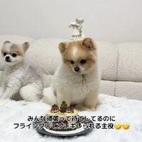 まるおちゃんのお誕生日♪