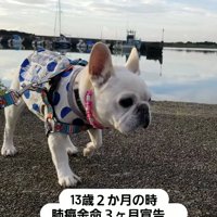 水辺を歩くフレンチブルドッグ