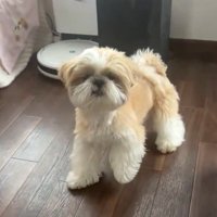 ボーロ