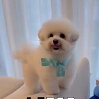 ジジくんのビフォーアフター3