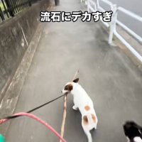 前を向けないバディくん