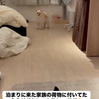 荷物の近くにいるポポちゃん