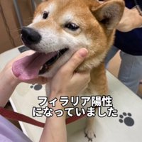 笑顔で診察台に座る犬