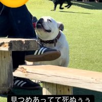 飼い主さんの心の声