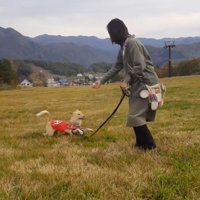 飼い主に向かって走る犬