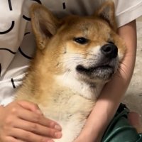腕に頭を預けてくつろぐ犬