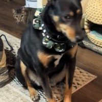 気づいていないフリ