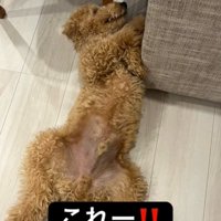 眠る犬2