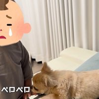 「ごめんね」とペロペロ