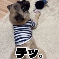 舌打ちするうめちゃん