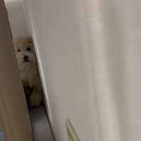 ママを見るてんてん君