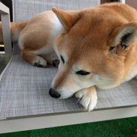 お昼寝