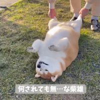 食パンみたいな柴雄くん
