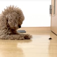 家に入ってきた虫と犬