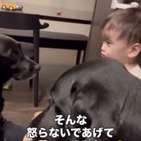 奥にはどん兵衛くんも