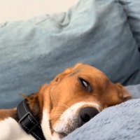 寝ている中型犬