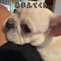 お留守番の後は、飼い主さんにベッタリ