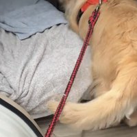 後ろ足をかける犬