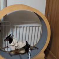 キャットホイールに乗る犬
