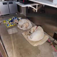 看板犬