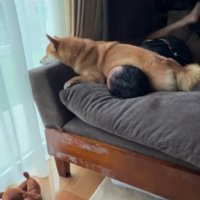 男性の顔の上にお腹を乗せて窓の外を眺める犬
