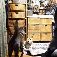 イタズラの現場近づく飼い主と犬