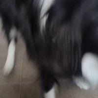 飼い主の元へ駆け寄る中型犬