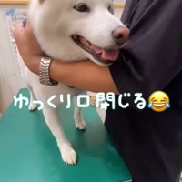 注射を打った時のだい吉くん9