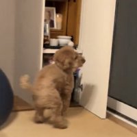 振り返りながら立ち止まる犬
