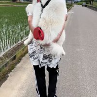 おんぶしてもらう大型犬