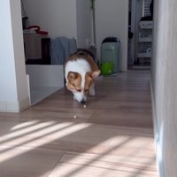 お菓子につられて出てくる中型犬