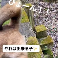 左の遊歩道に飛び乗る垂れ耳の犬