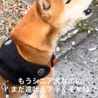 遠吠えする柴犬
