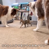 部屋を歩き始めると…