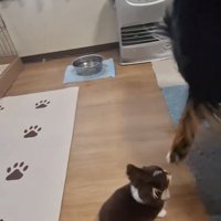 見上げる子犬とよけようとする大型犬の足
