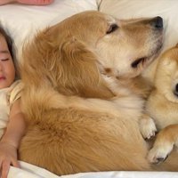 柴犬