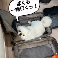 スーツケースに入る犬2